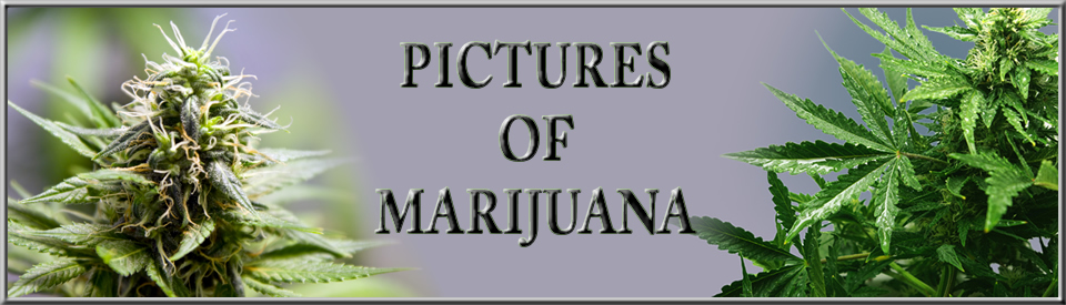 Pictures of Marijuana | Marijuana Pictures
