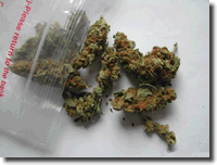 Marijuana Pictures 6