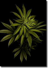Marijuana Pictures 8